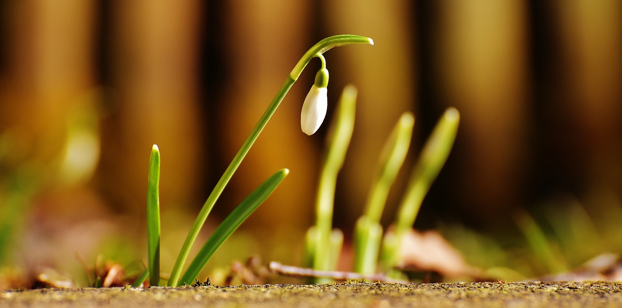 snowdrop plant flower free photo