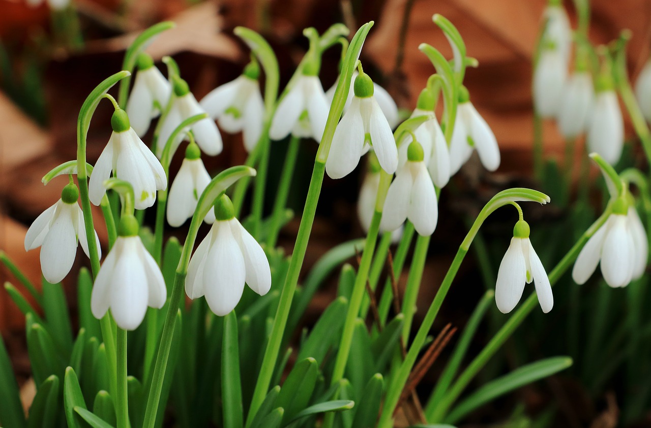 snowdrop flowers spring free photo