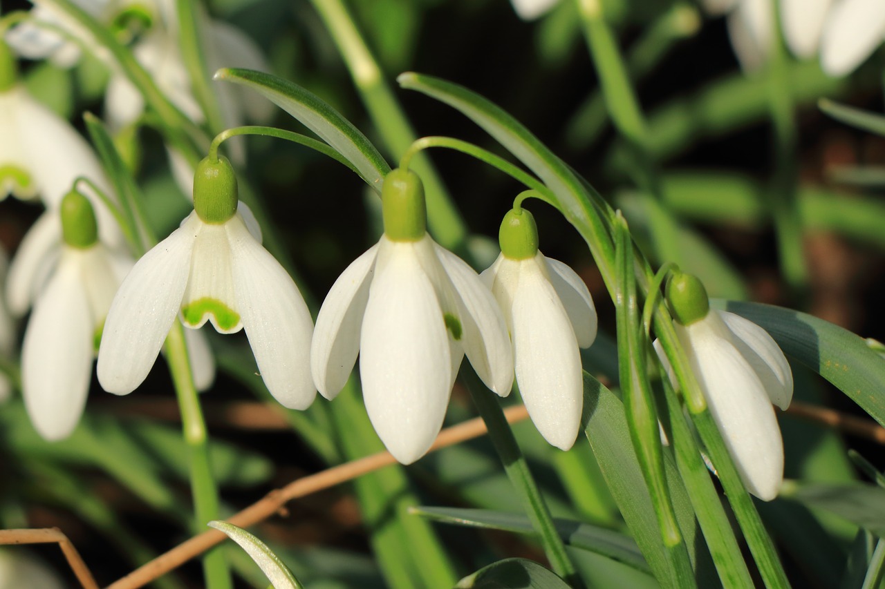 snowdrop flower plant free photo