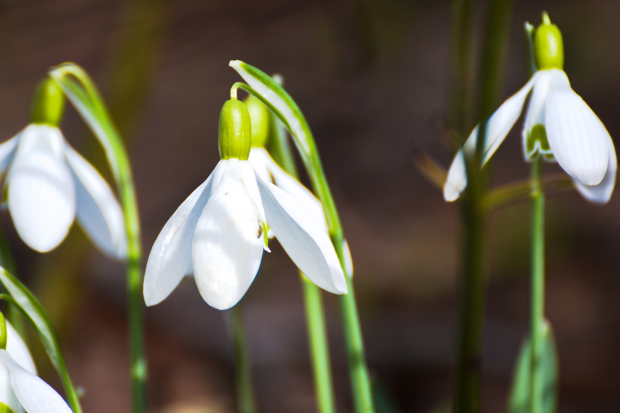 snowdrop winter nature free photo