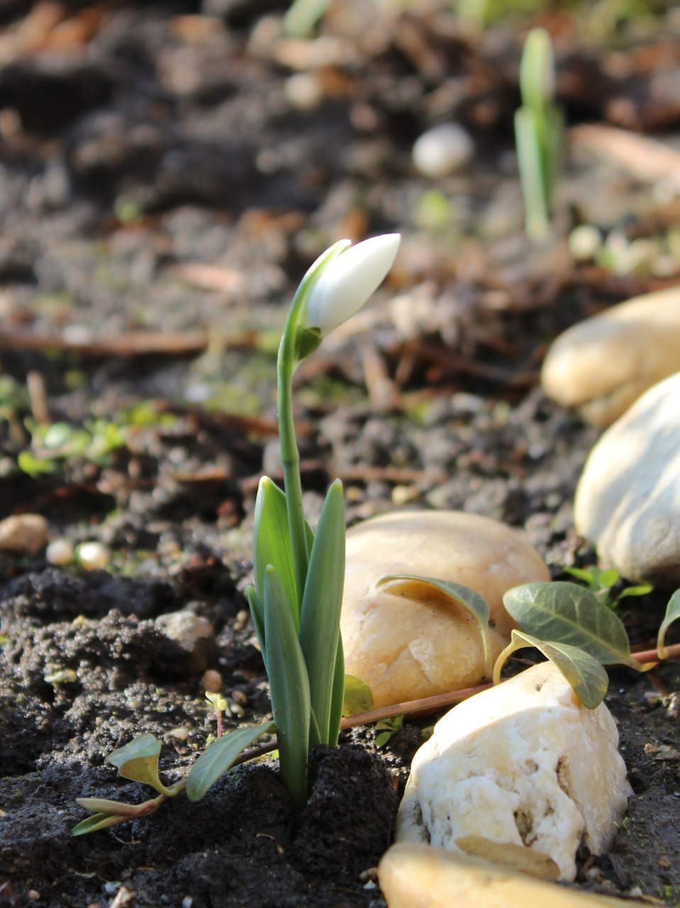 snowdrop spring nature free photo