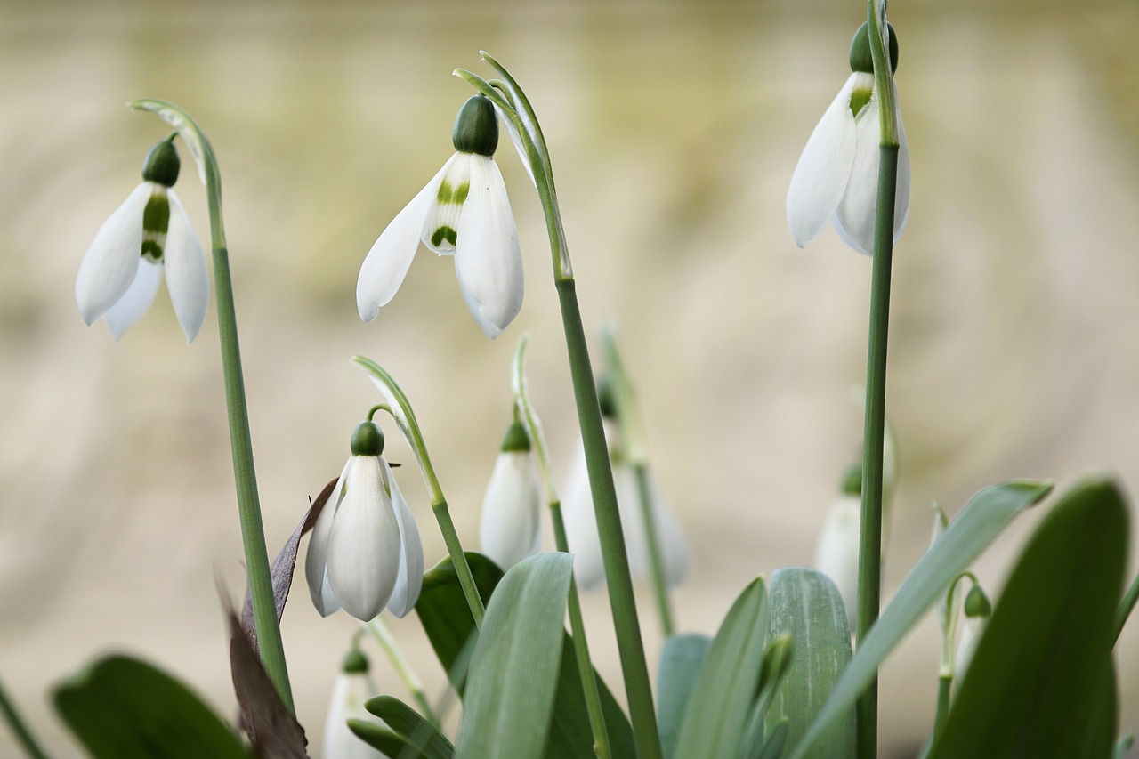 snowdrop flower blossom free photo