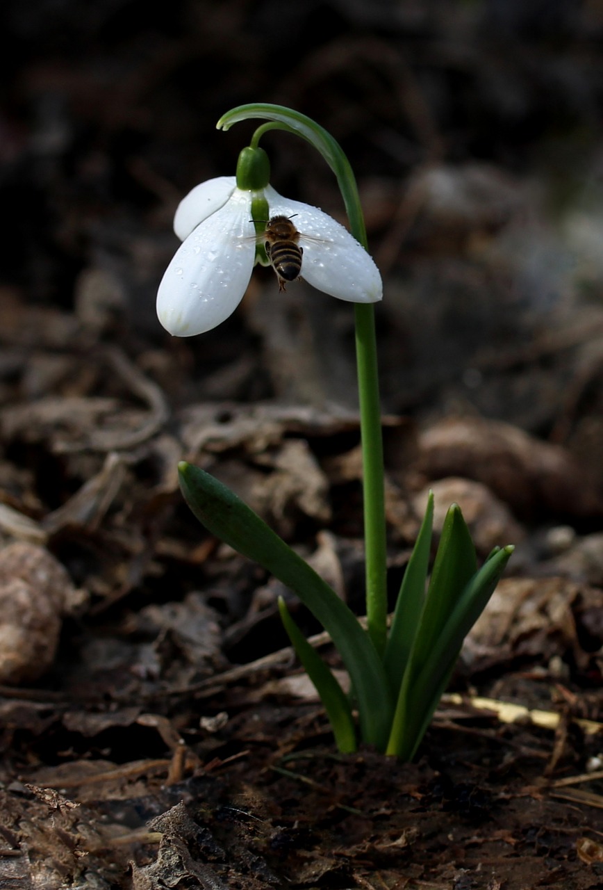 snowdrop bee spring free photo