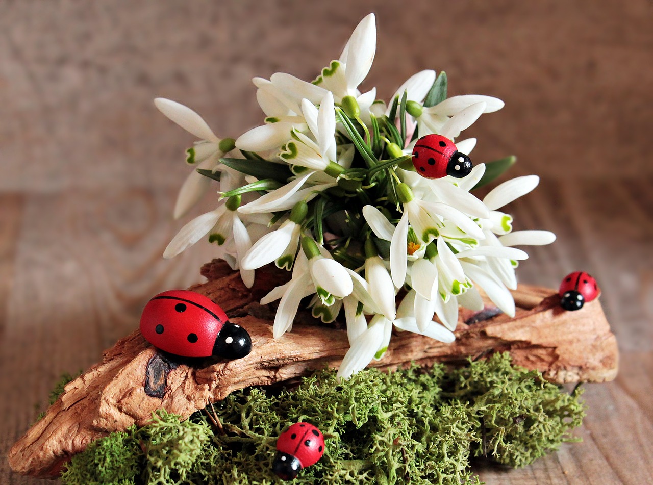 snowdrop ladybug flower free photo