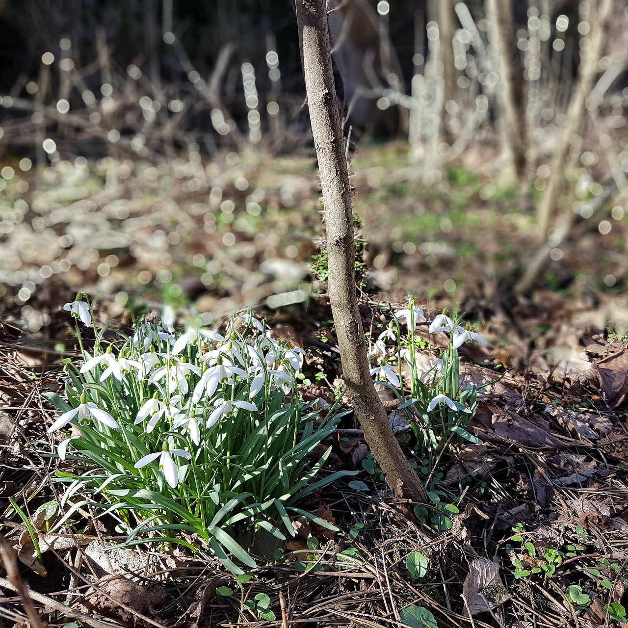 snowdrop spring signs of spring free photo