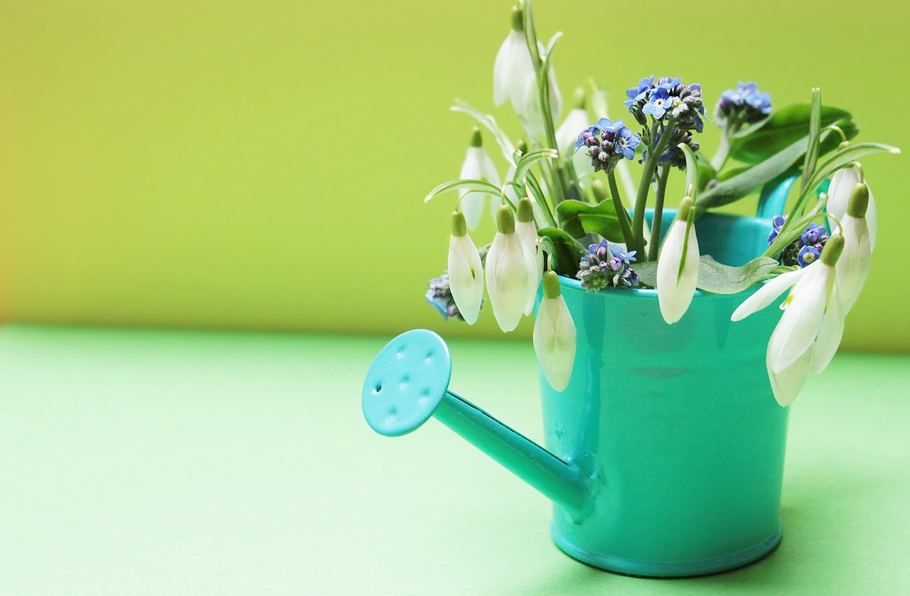 snowdrop forget me not flowers free photo