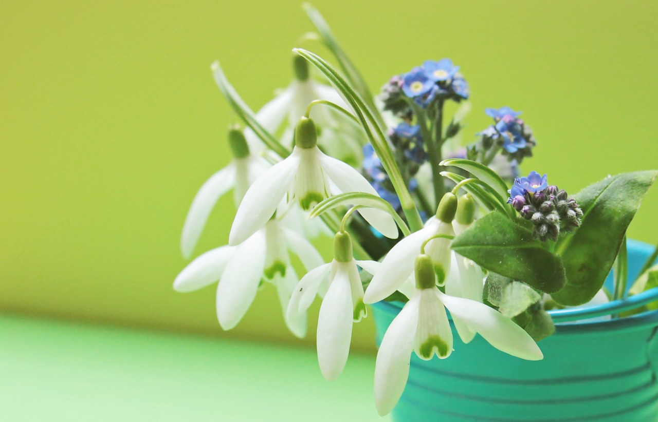 snowdrop forget me not flowers free photo