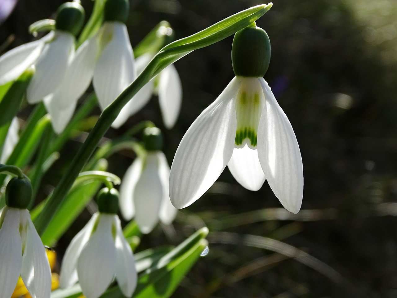 snowdrop spring flowers signs of spring free photo