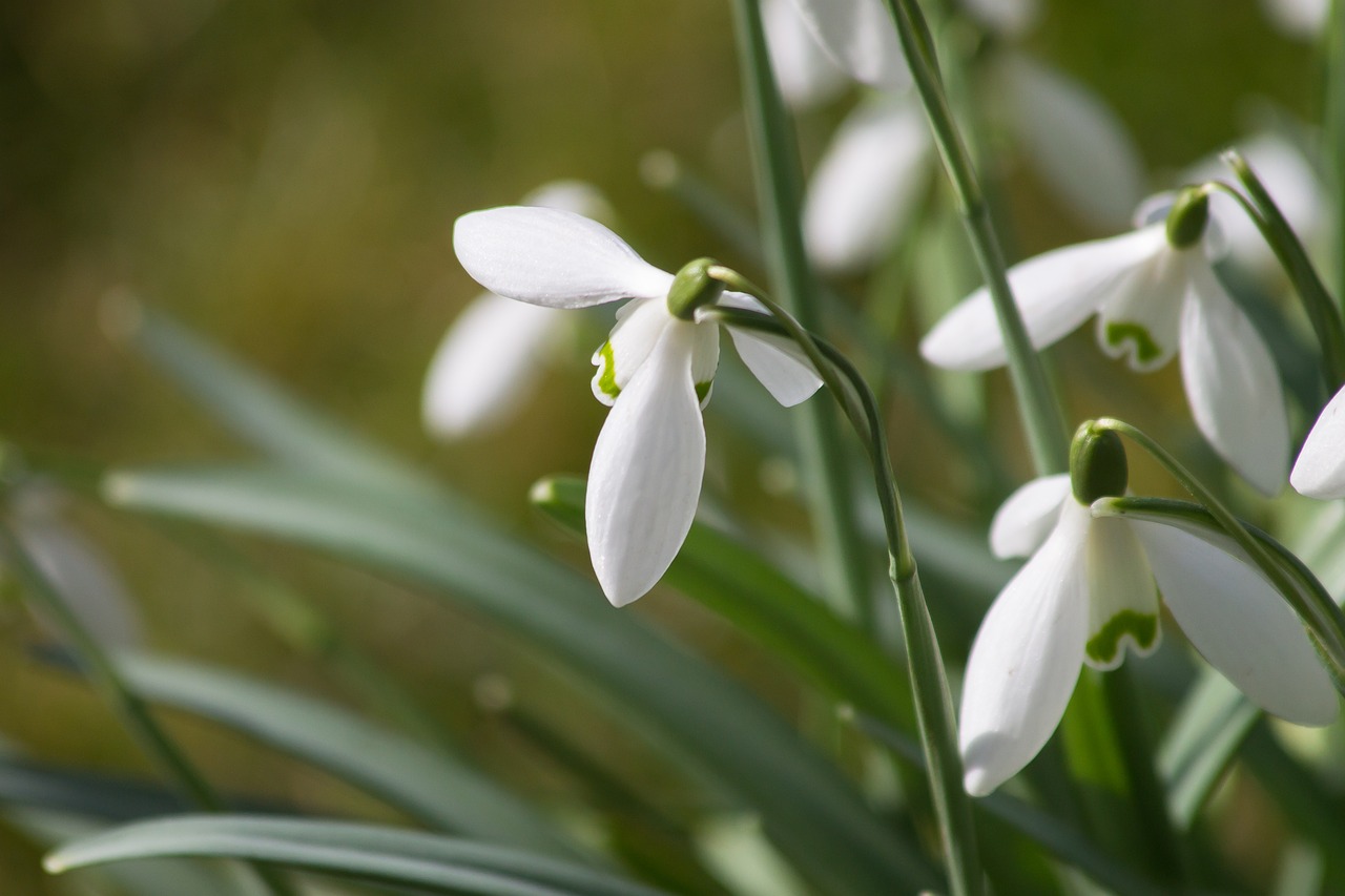 snowdrop flower macro free photo