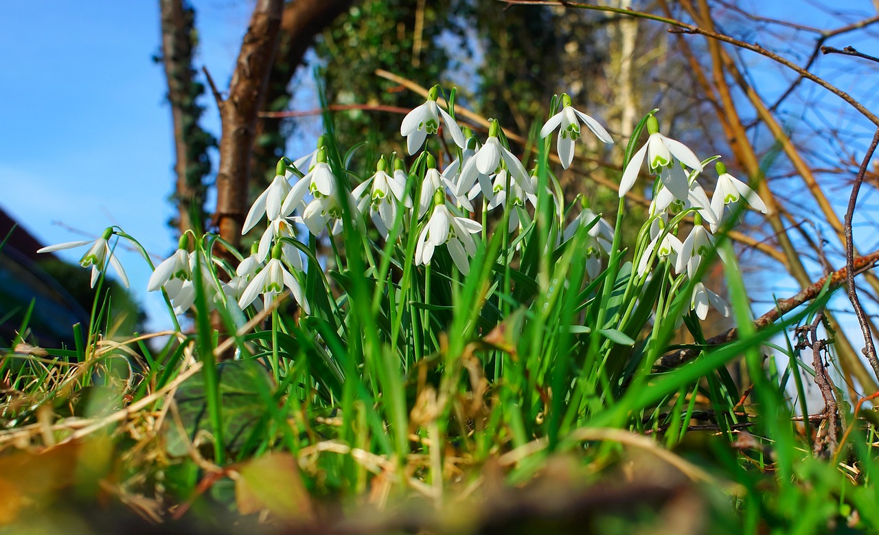 snowdrop flowers signs of spring free photo