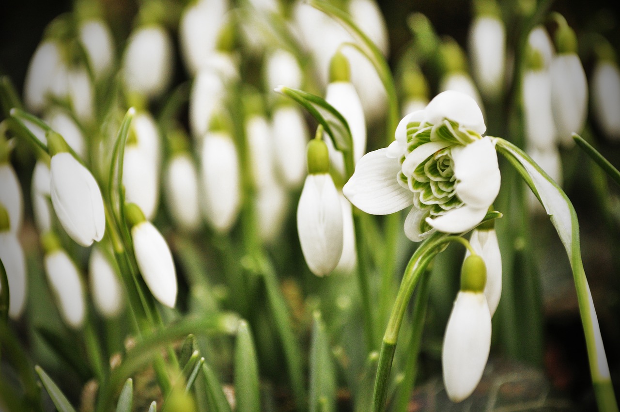 snowdrop snowdrops spring free photo