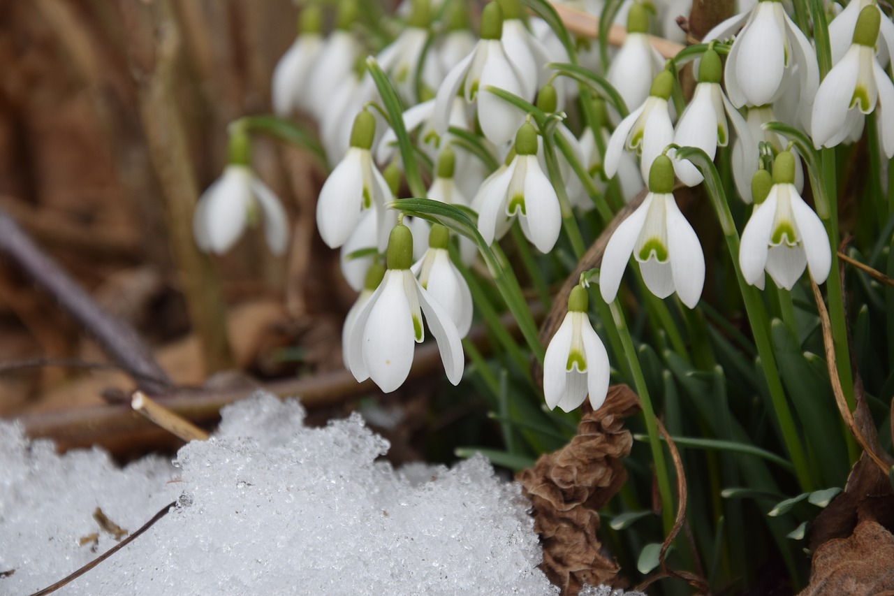 snowdrop spring signs of spring free photo