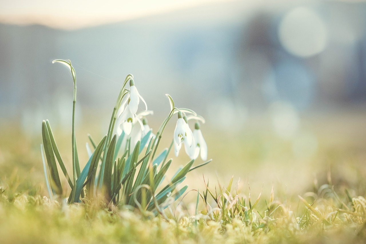 snowdrop spring flower free photo