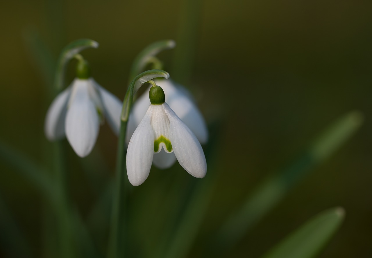 snowdrop galanthus close free photo