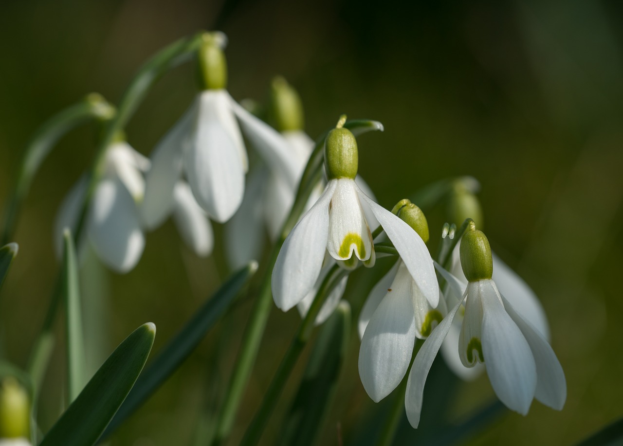 snowdrop galanthus close free photo