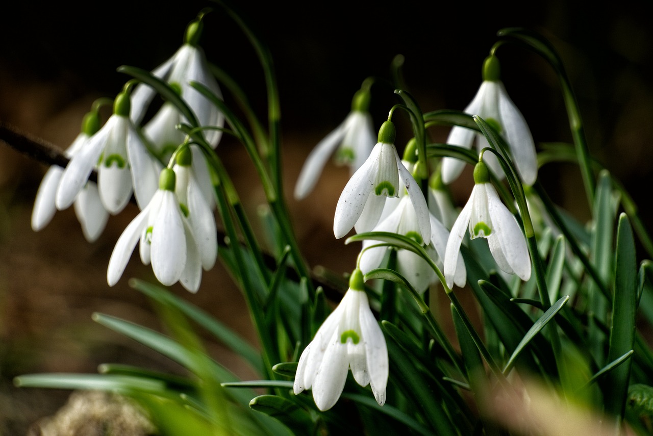 snowdrop green spring flower free photo