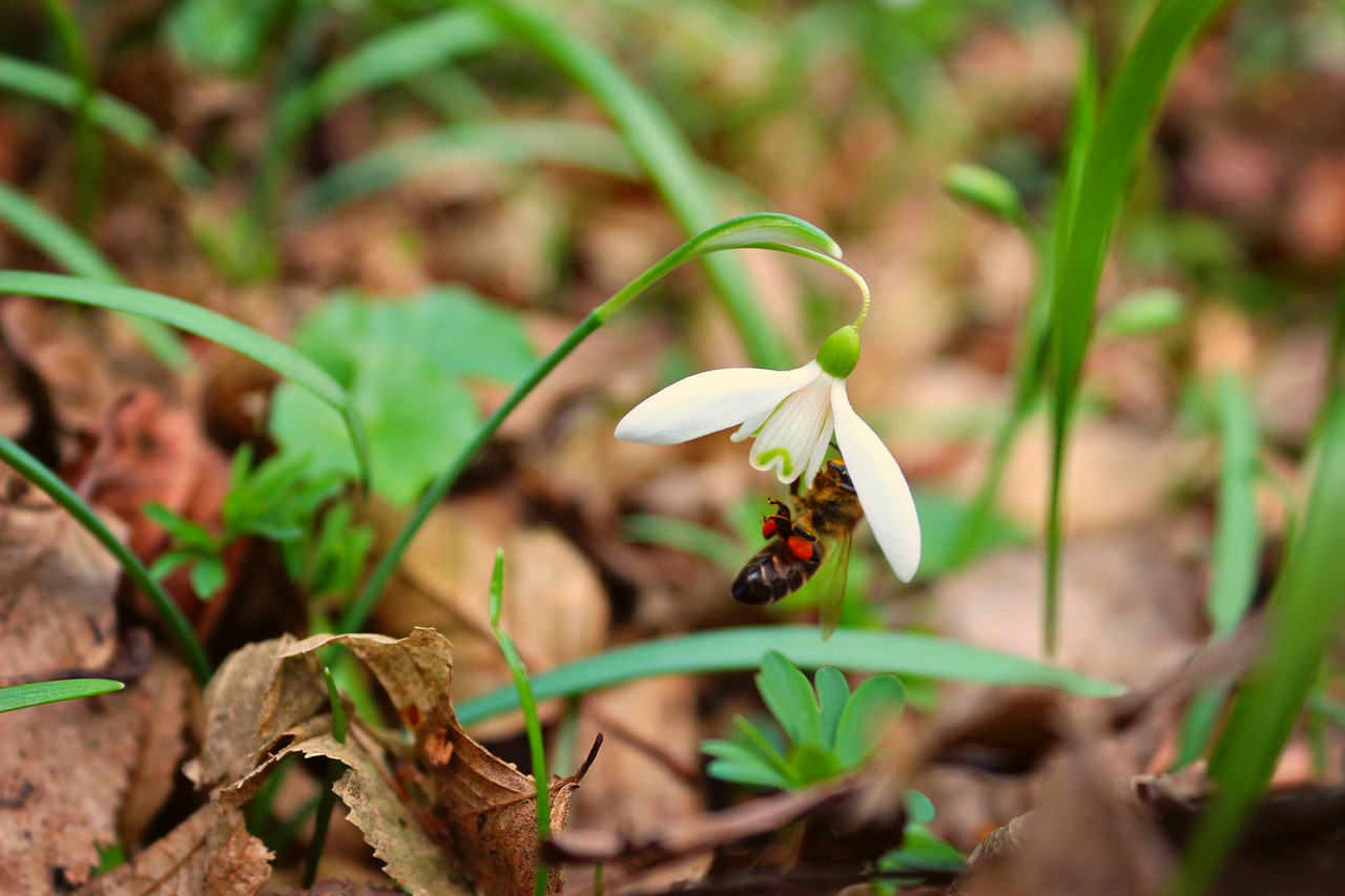 snowdrop bee plant free photo