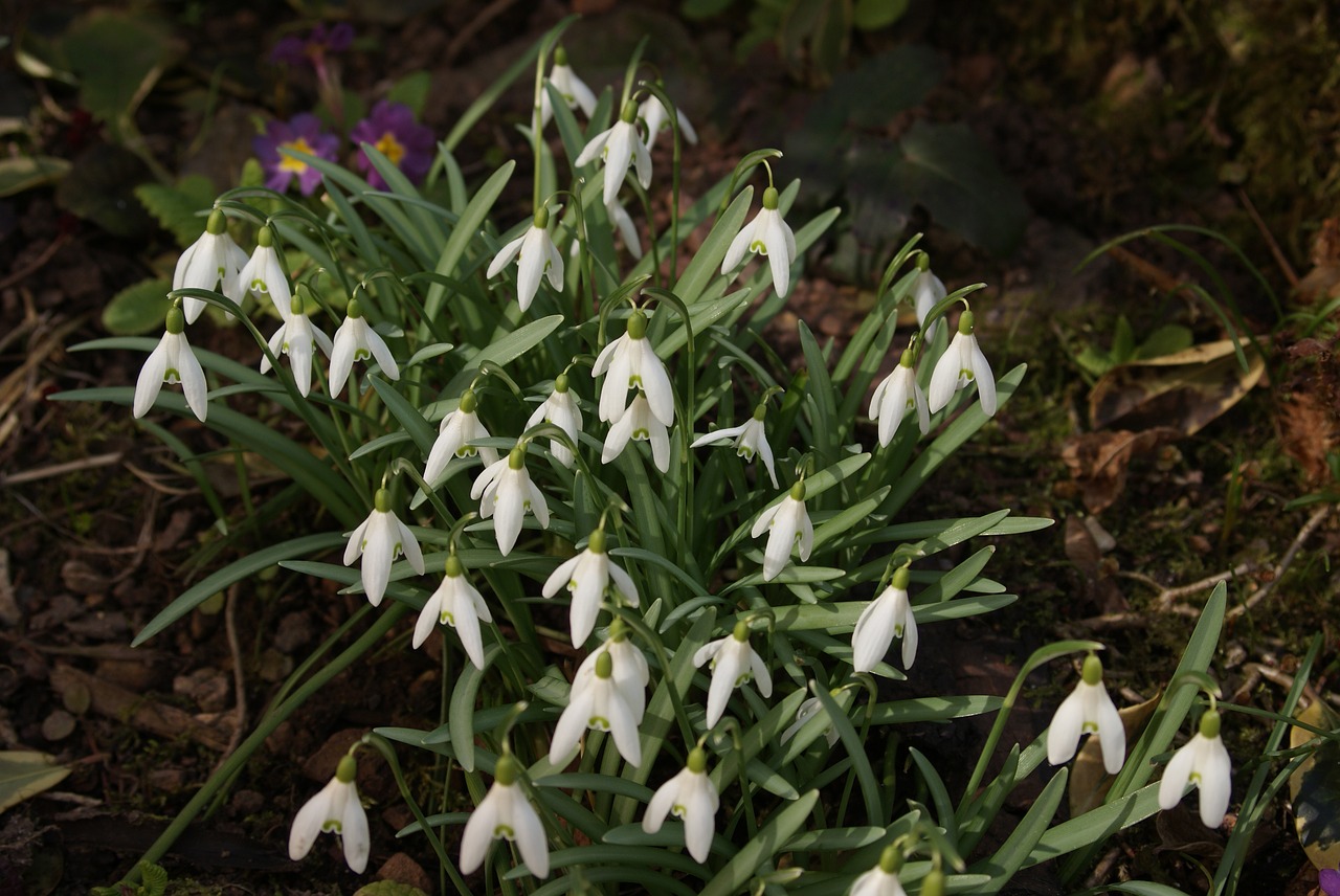 snowdrop flower spring free photo