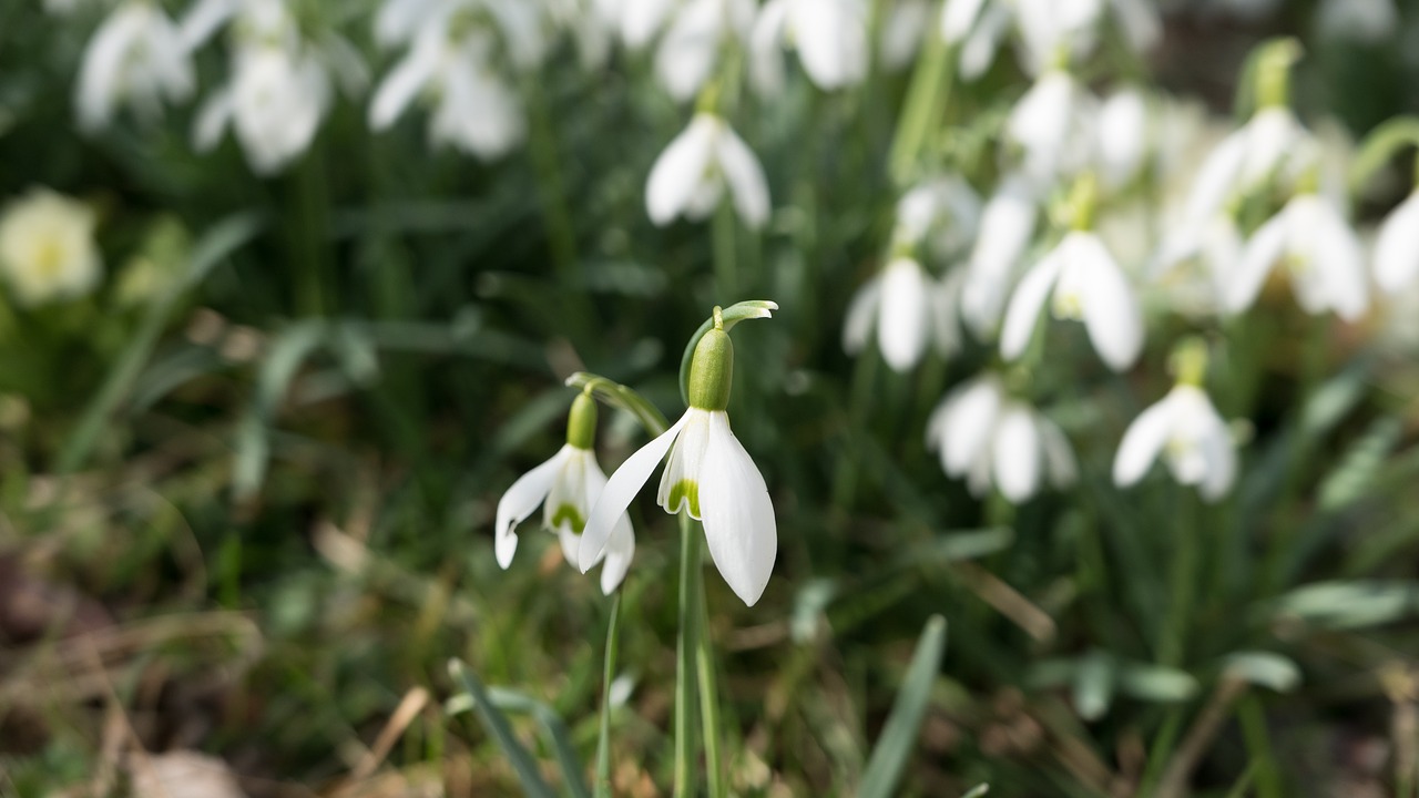 snowdrop spring white free photo