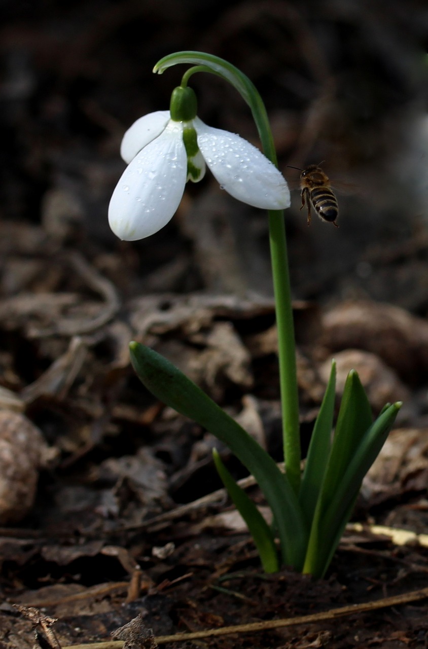 snowdrop white spring free photo