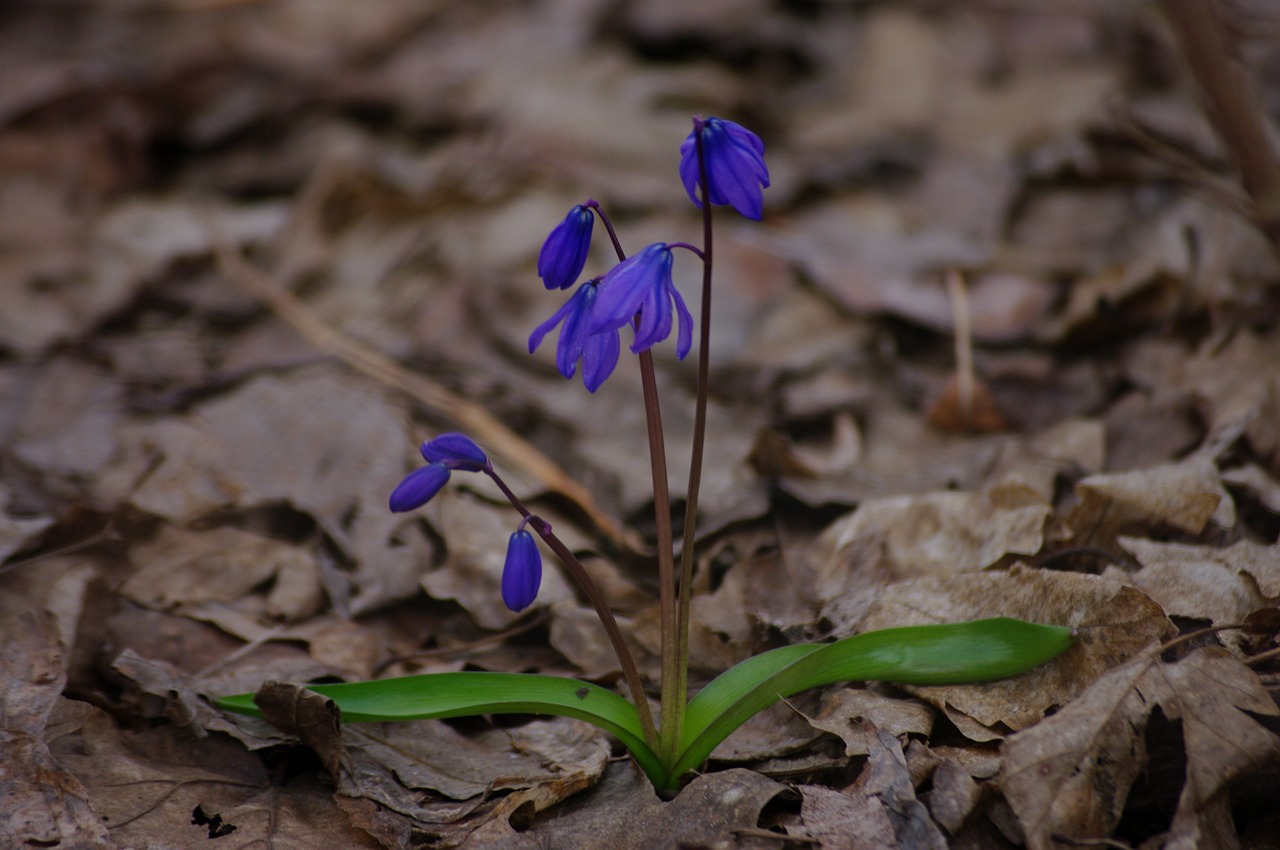 snowdrop spring flowers free photo