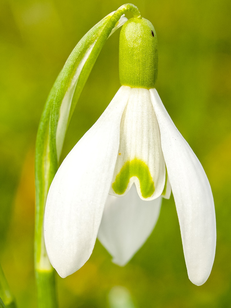 snowdrop flower blossom free photo