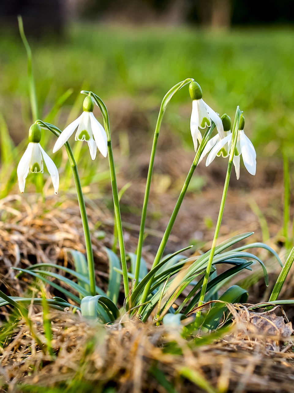 snowdrop flower blossom free photo