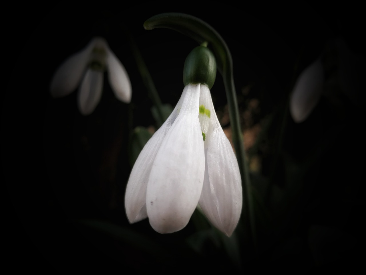 snowdrop flowers snowdrop spring free photo