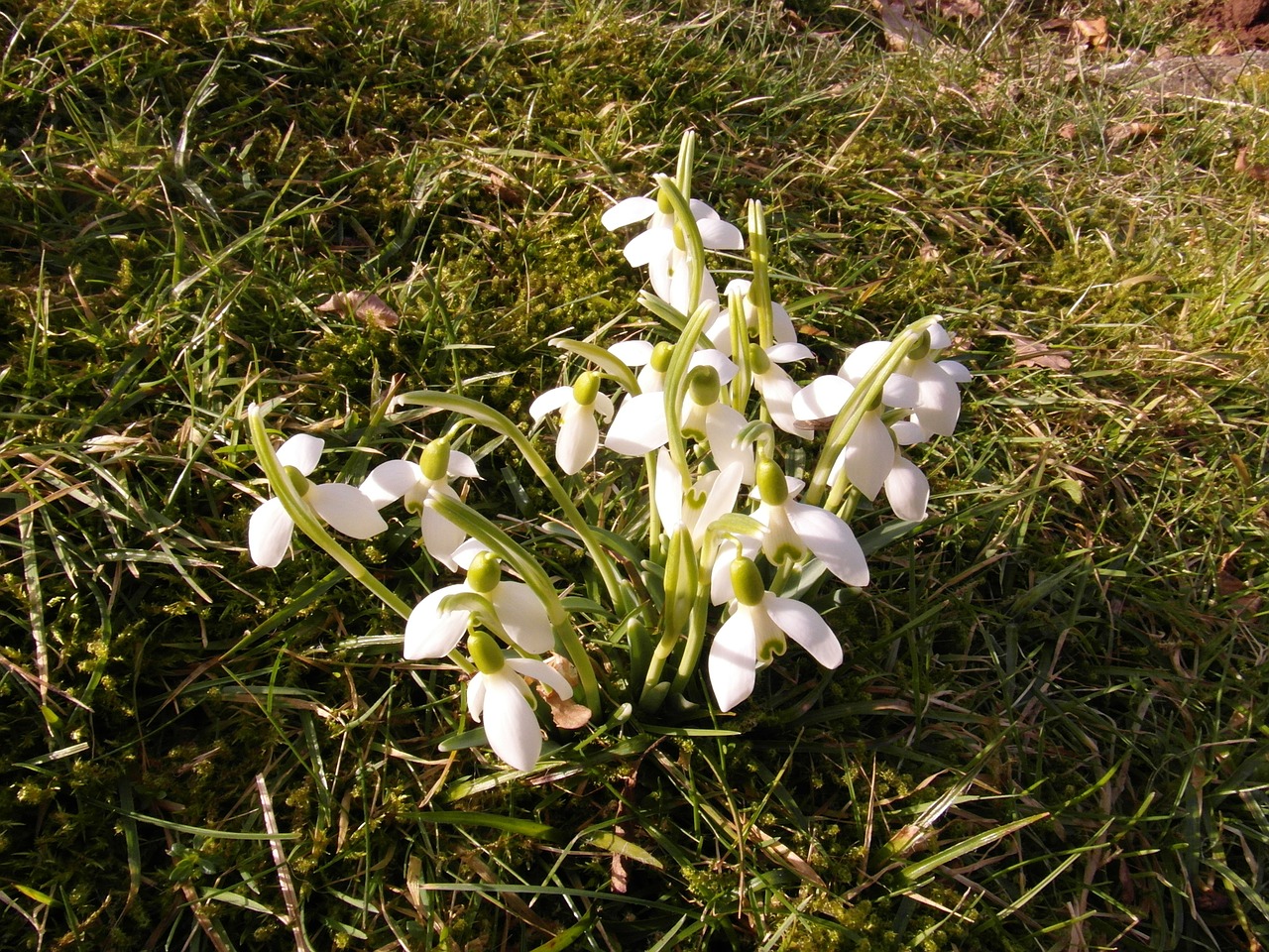 snowdrop march flowers free photo