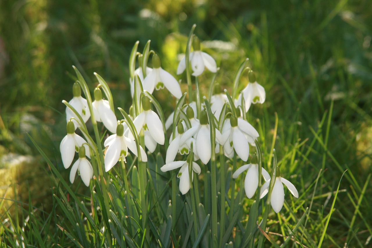 snowdrop signs of spring spring free photo