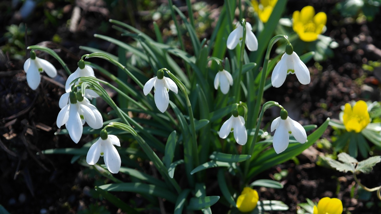 snowdrop blossom bloom free photo