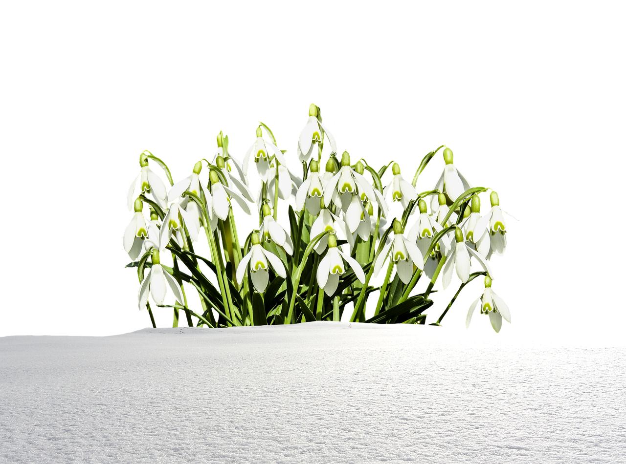 snowdrop winter snow free photo