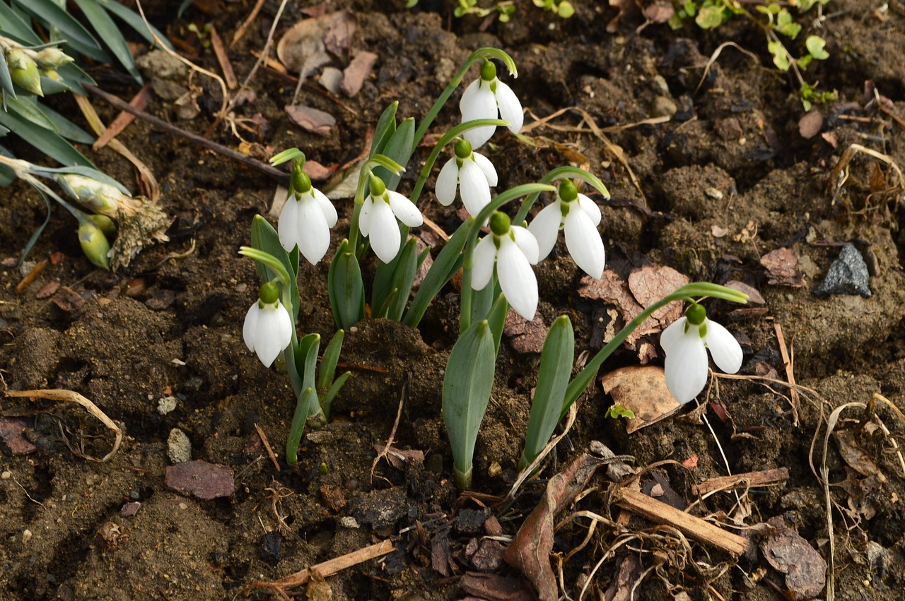 snowdrop flowers spring free photo