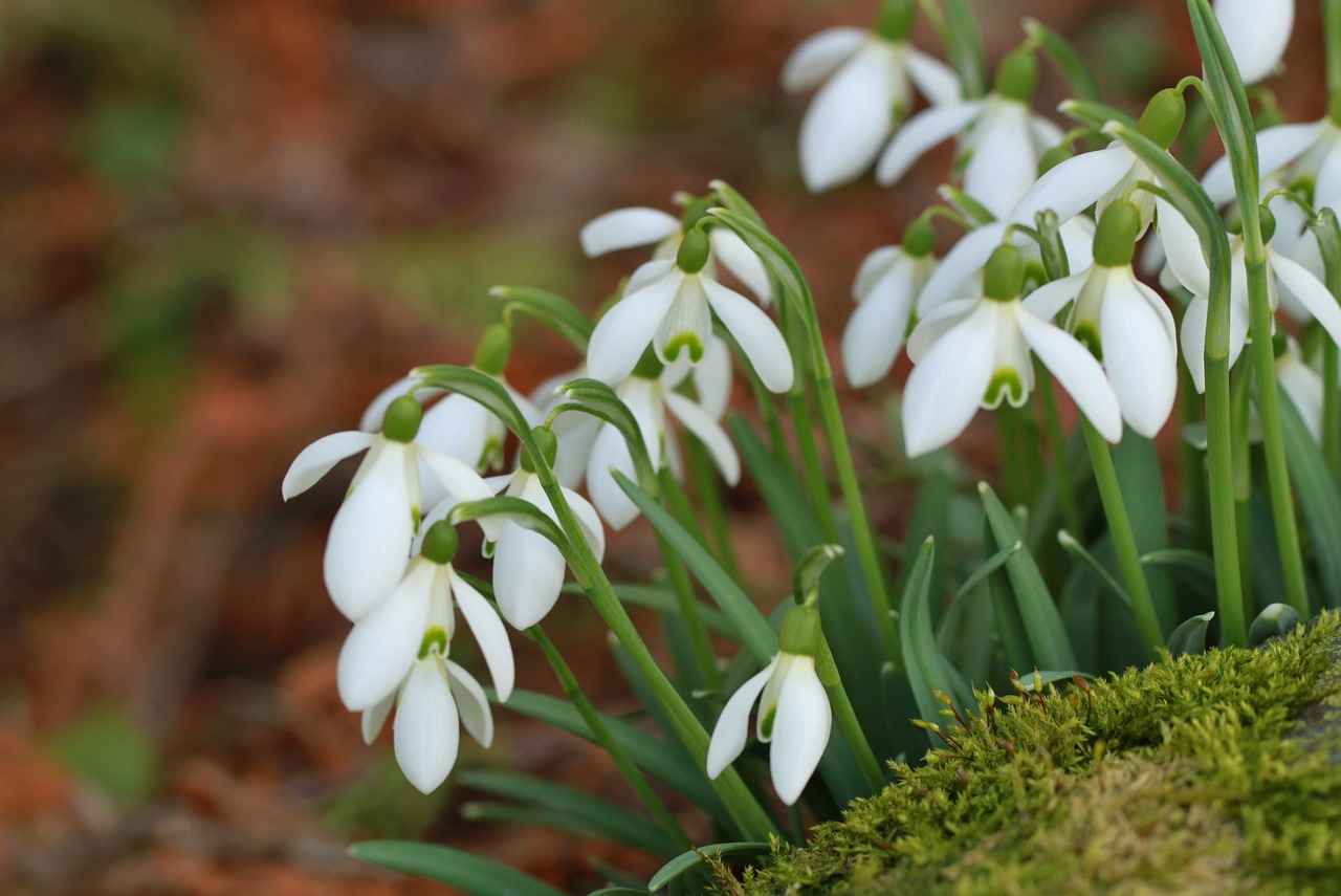 snowdrop spring spring flower free photo