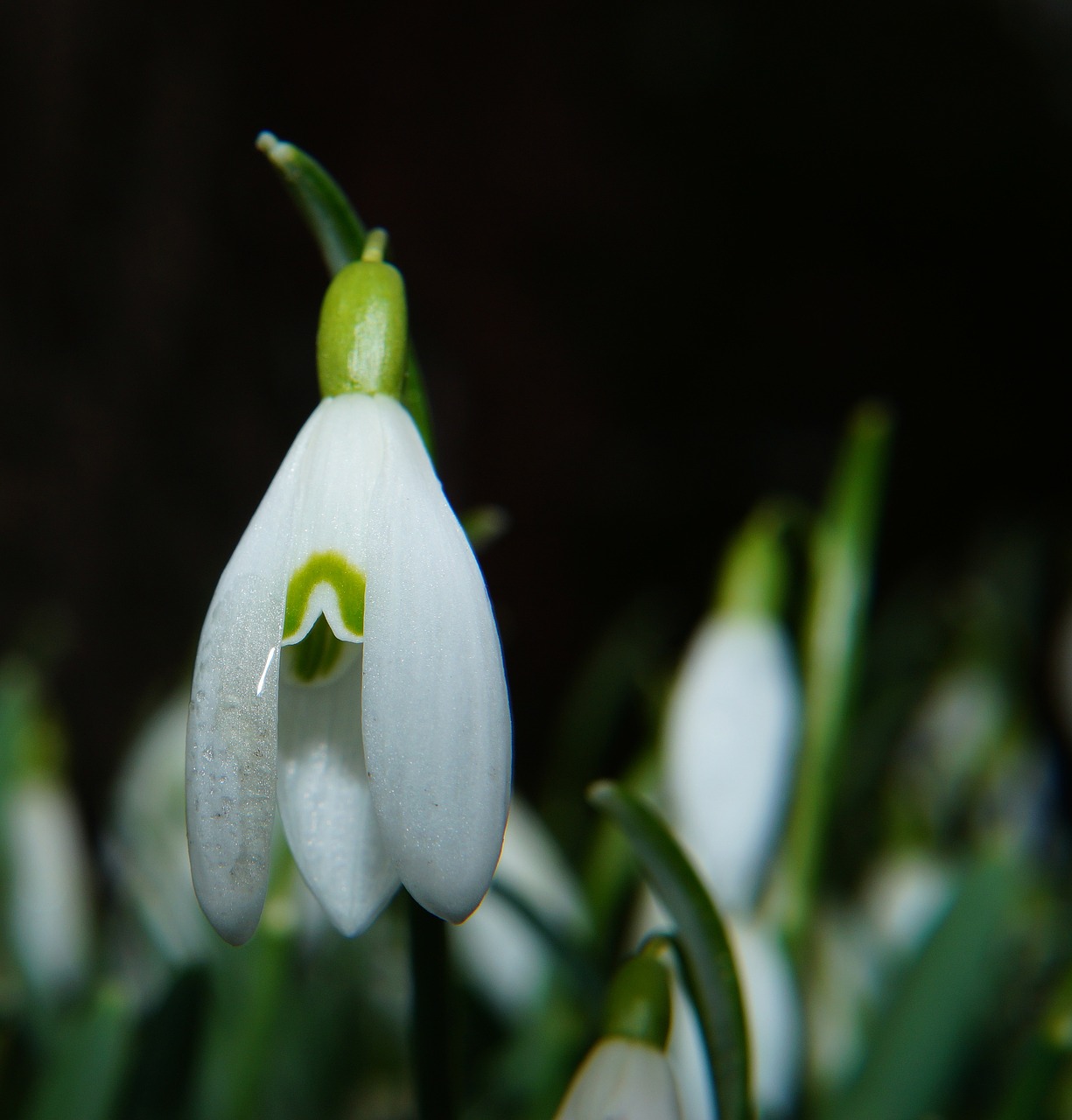 snowdrop spring flower blossom free photo