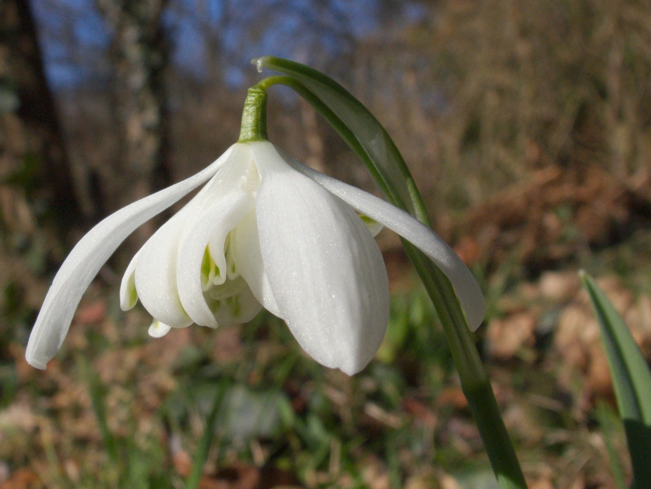 snowdrop spring flower free photo