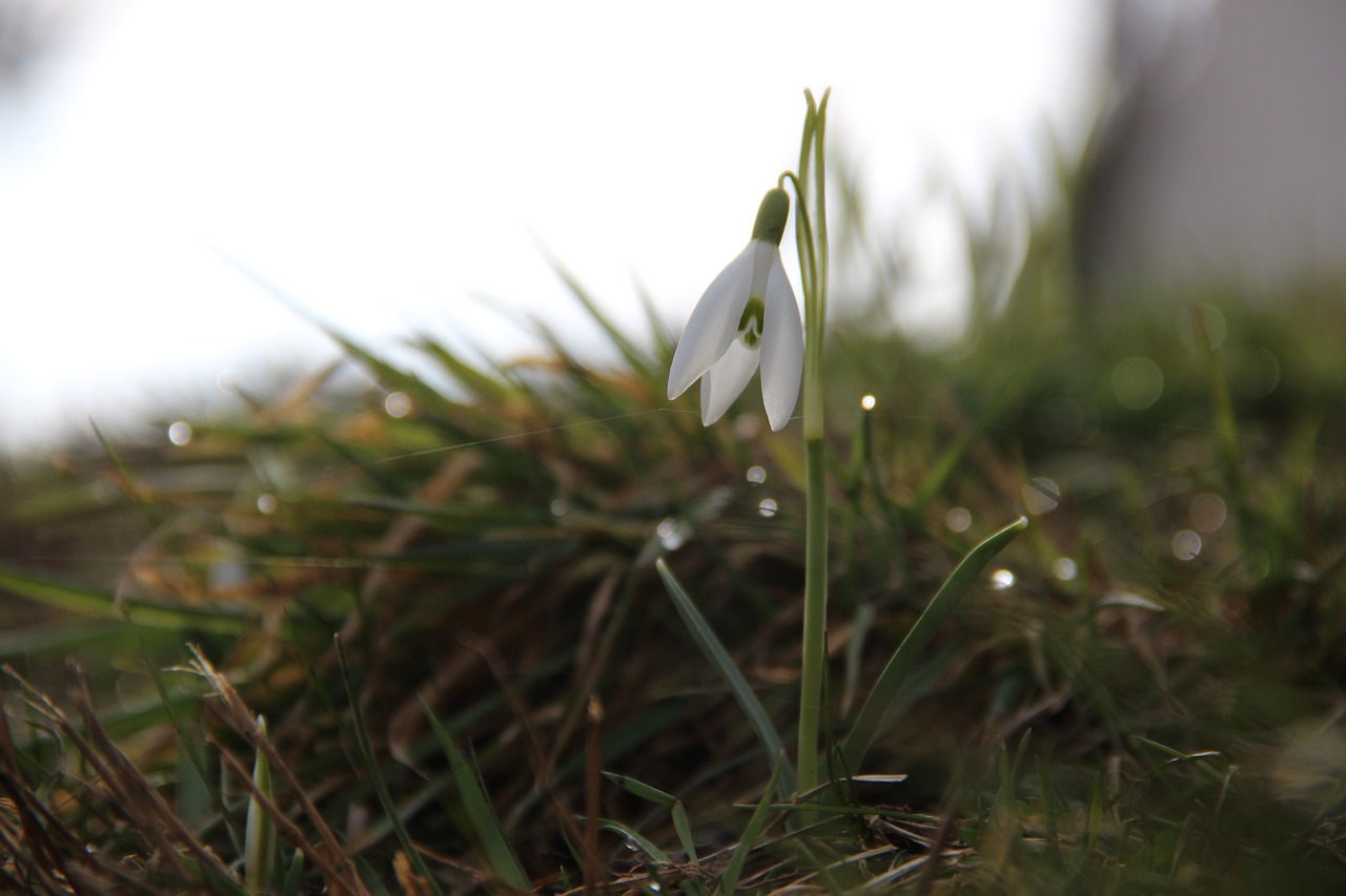 snowdrop early bloomer harbinger of spring free photo