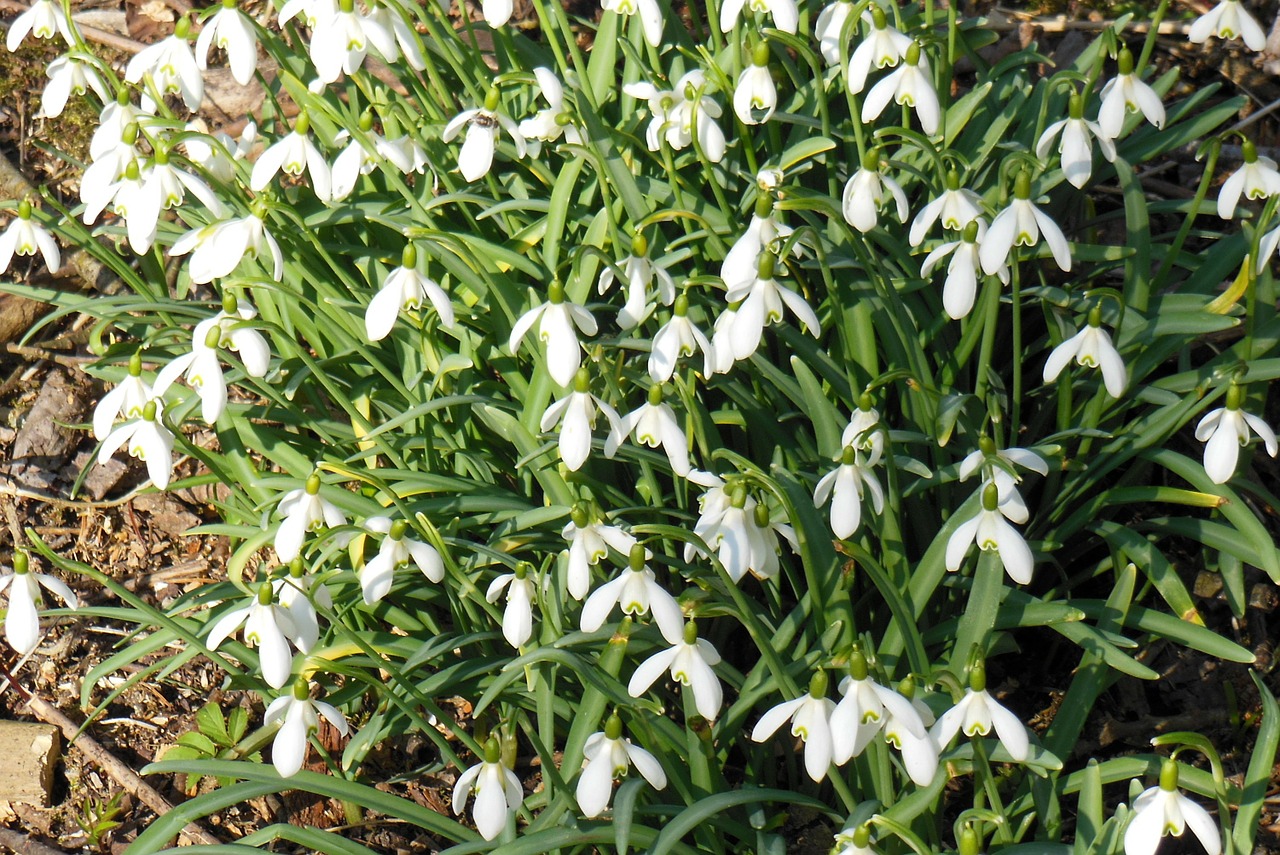 snowdrop nature flowers free photo