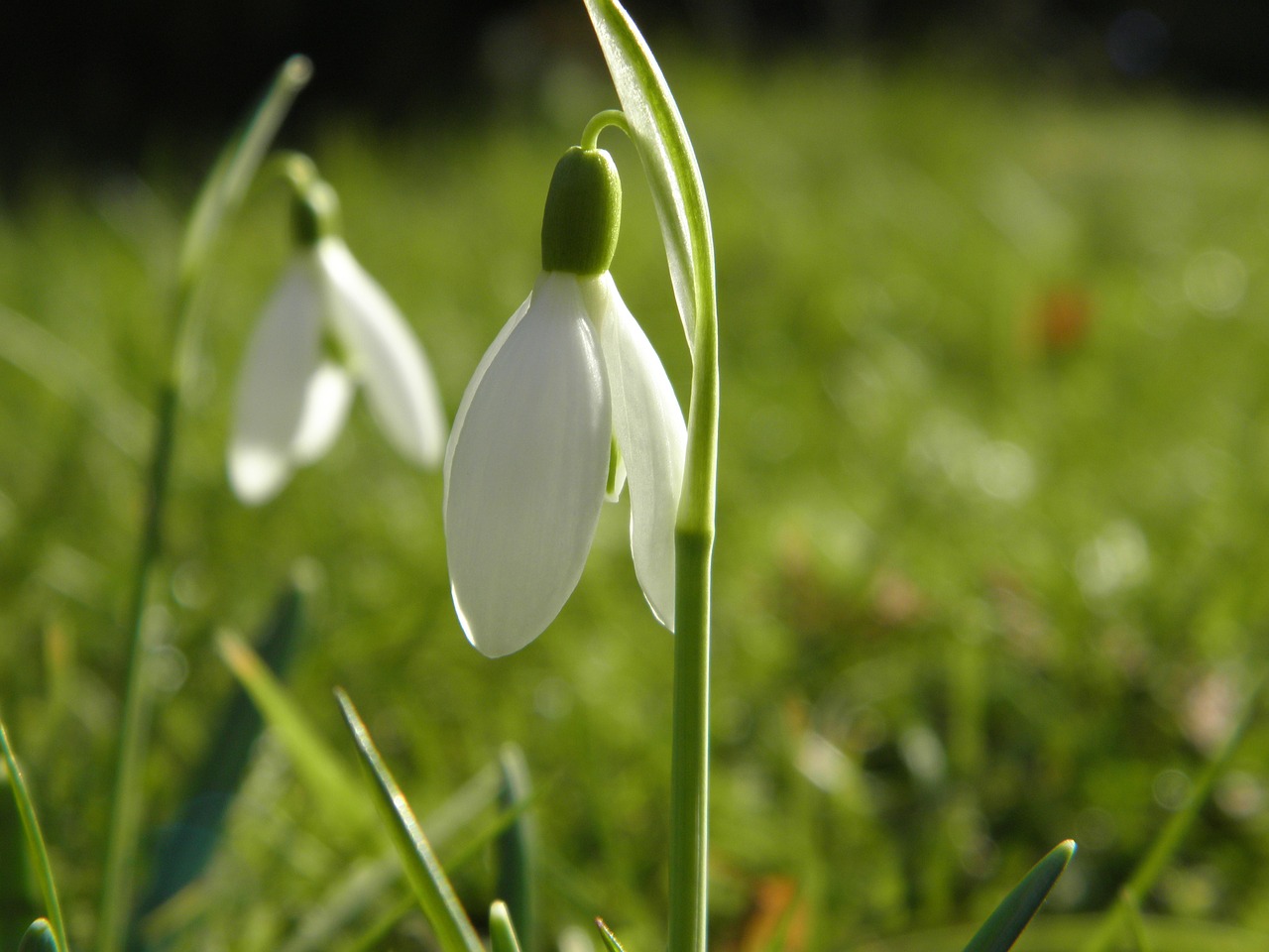 snowdrop spring knotenblume maerzgloeckchen free photo