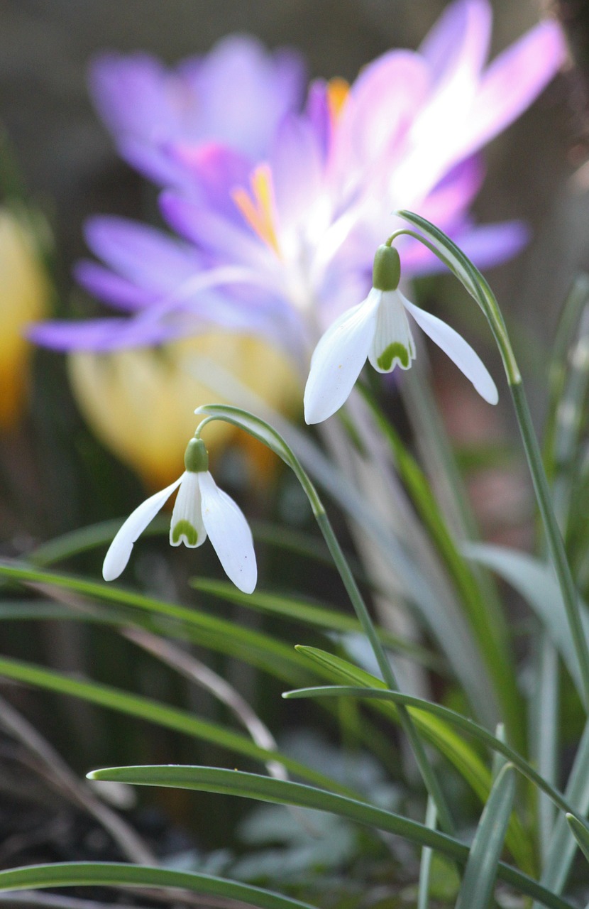 snowdrop spring spring flower free photo