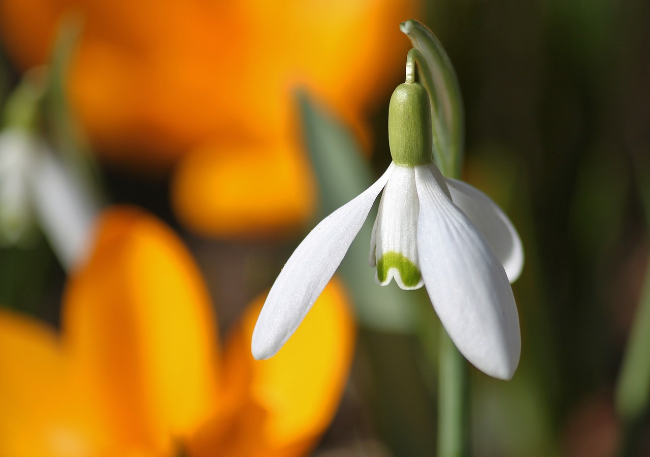 snowdrop blossom bloom free photo