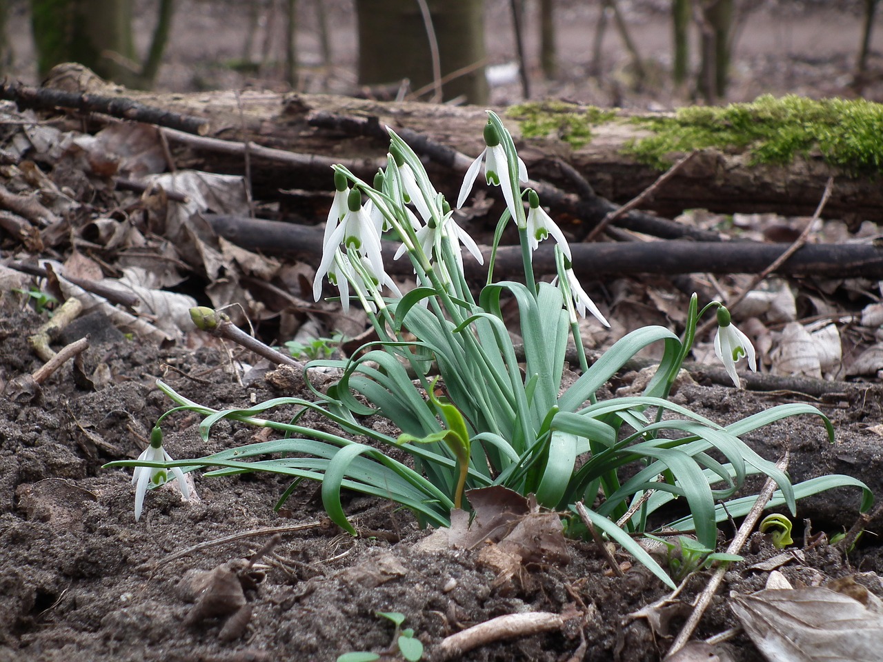 snowdrop flower spring free photo