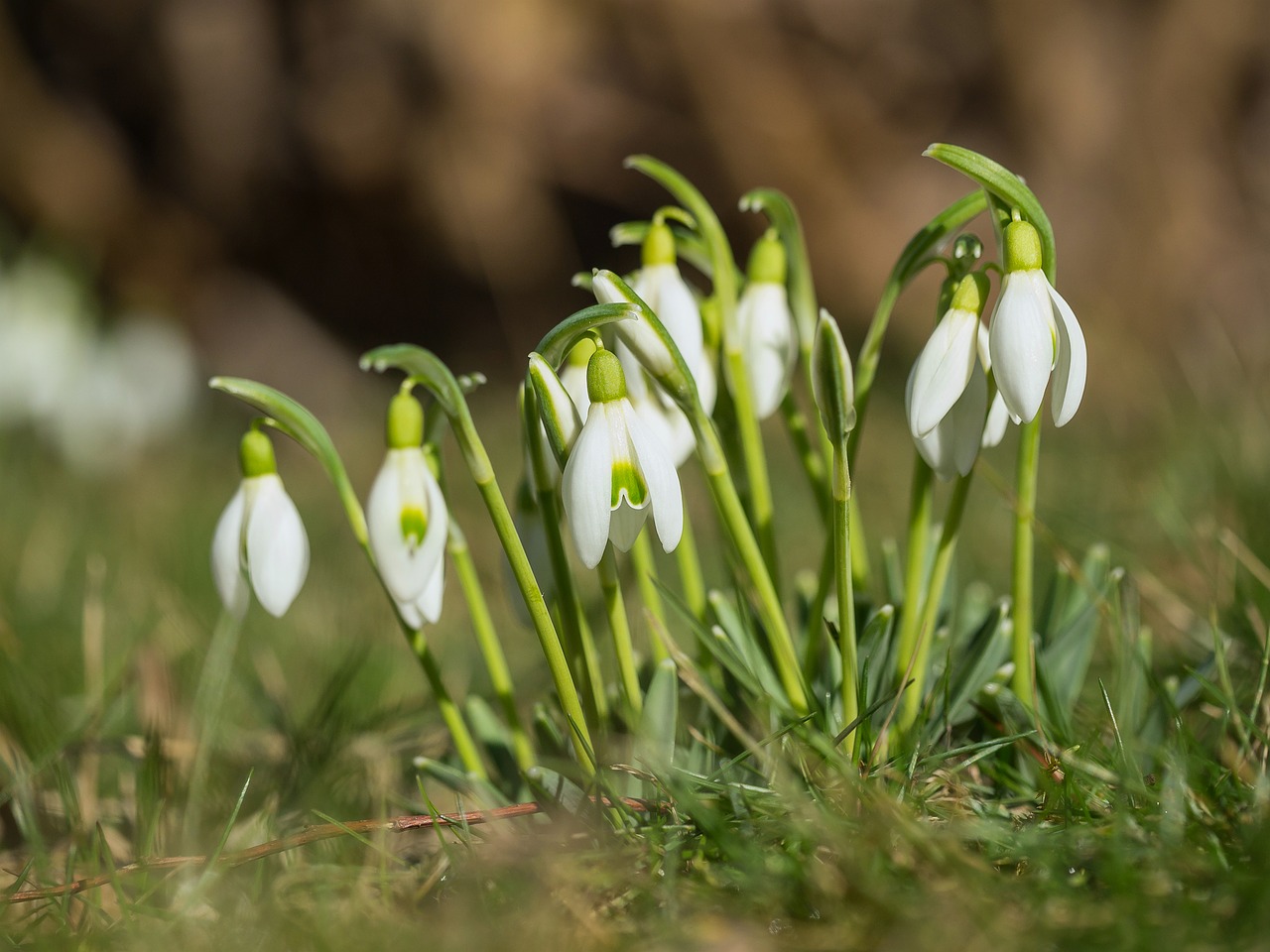 snowdrop spring garden meadow free photo