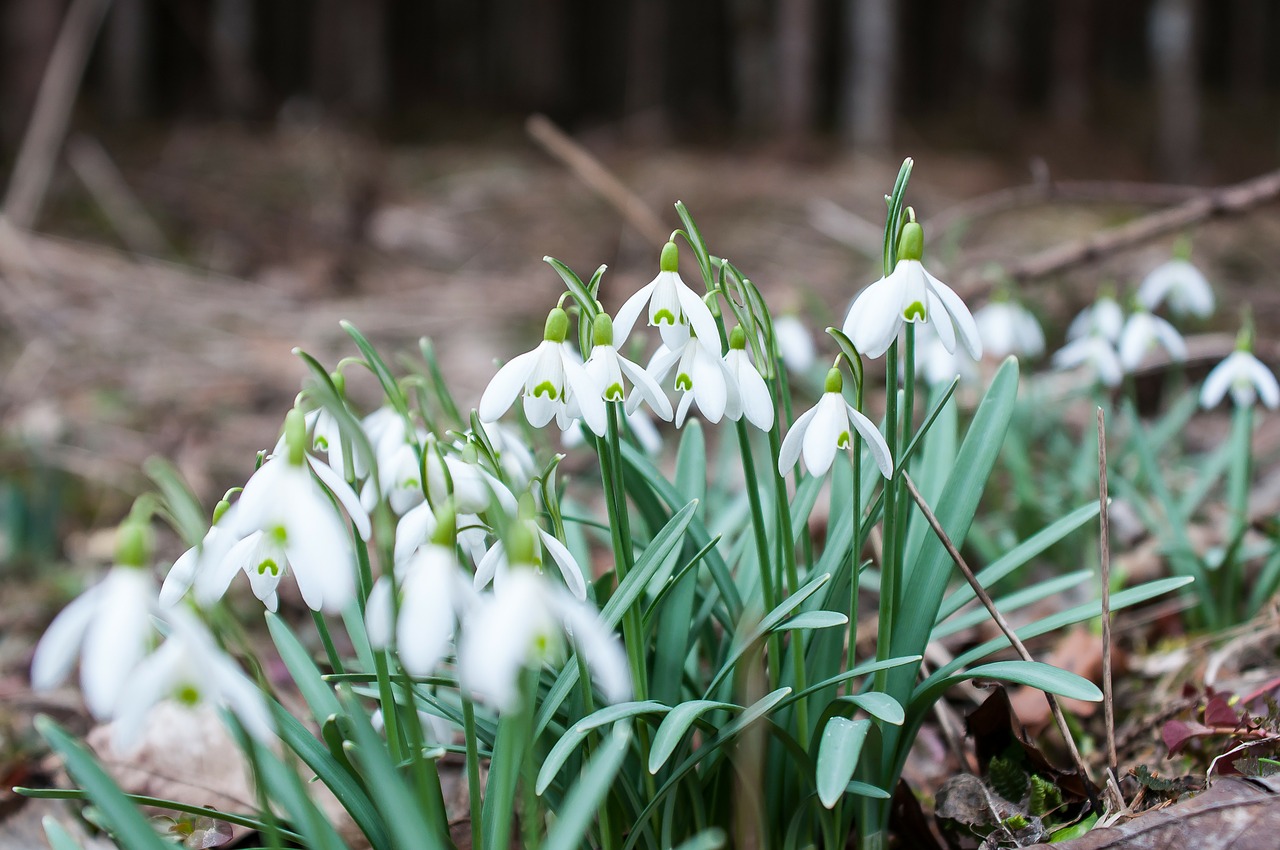 snowdrop spring flower flower free photo