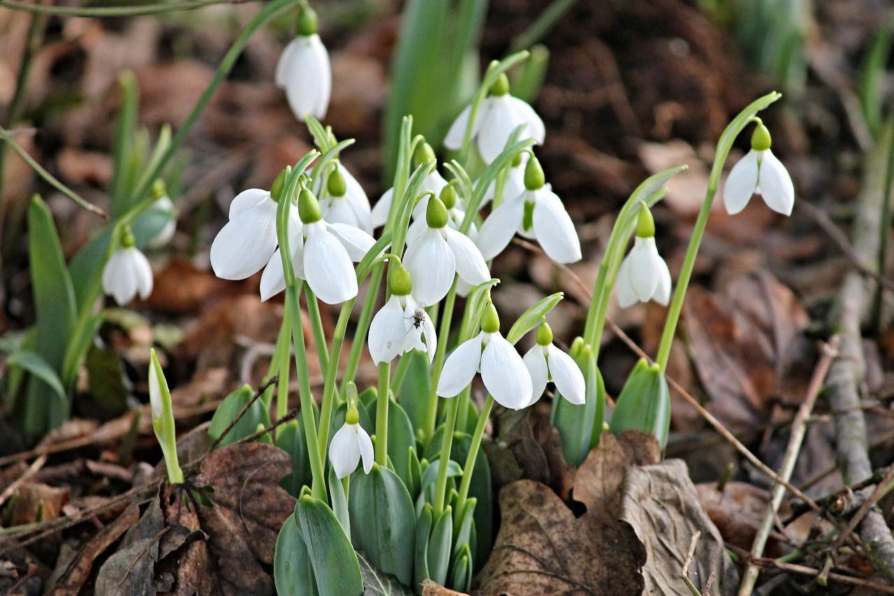 snowdrop spring signs of spring free photo