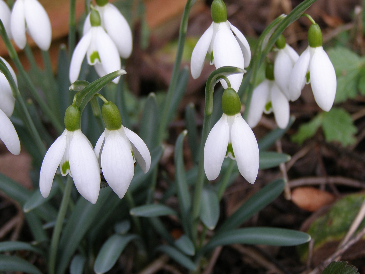 snowdrop early bloomer nature free photo