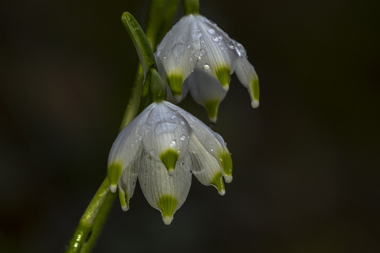 snowdrop snowflake flower free photo