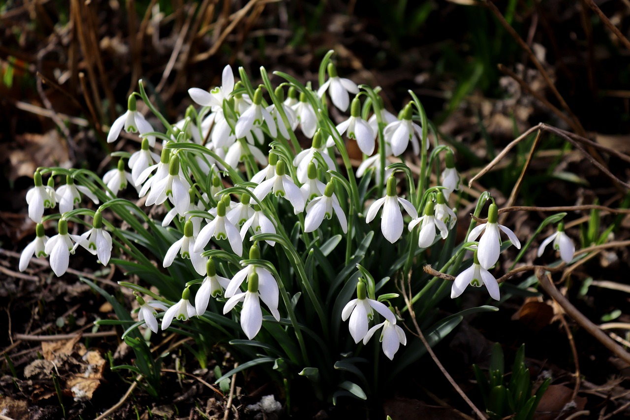 snowdrop nature flower free photo