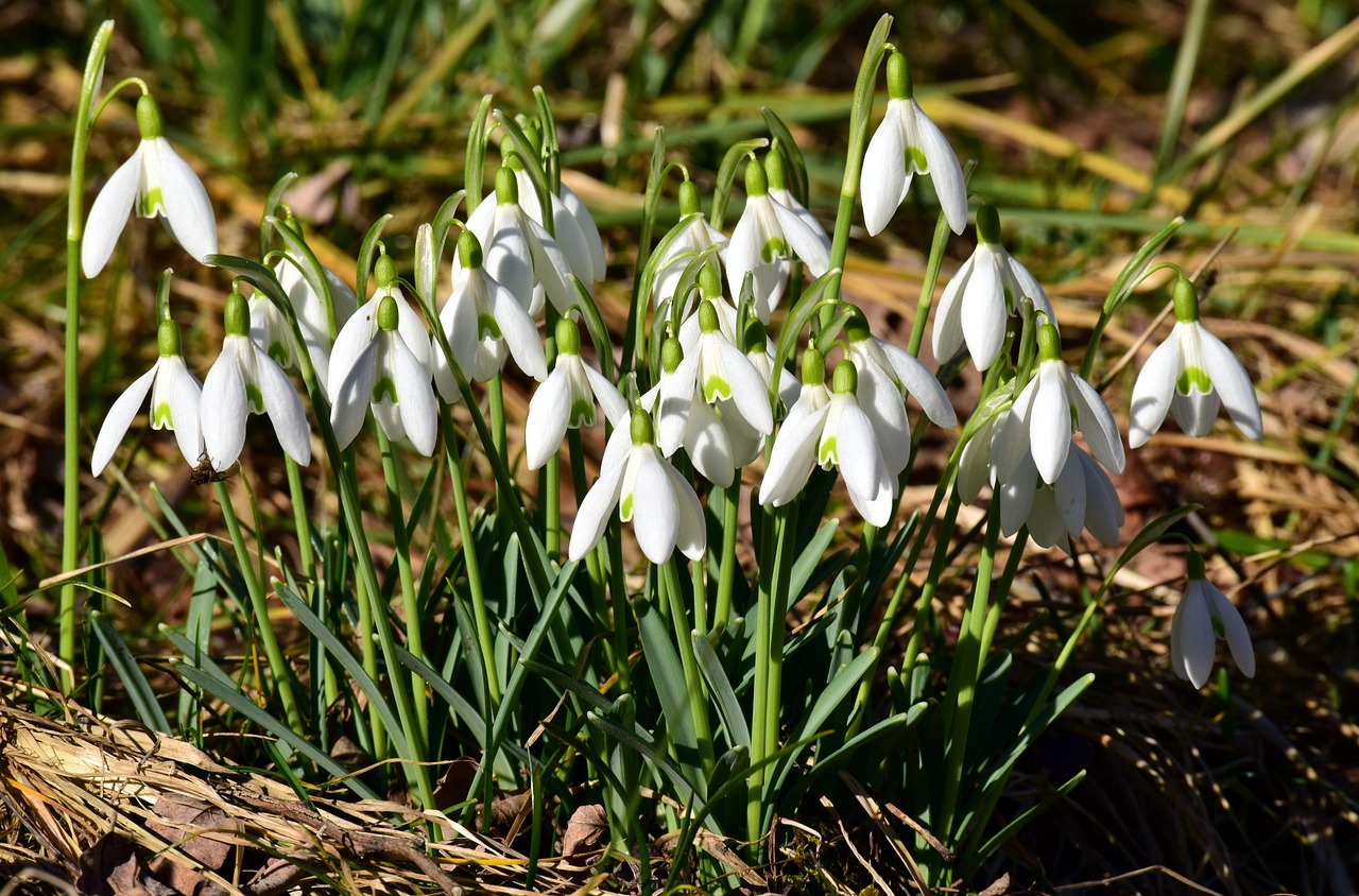 snowdrop spring white free photo