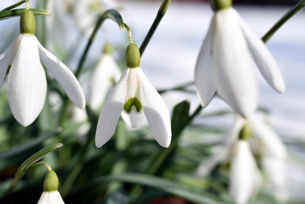 snowdrop nature flower free photo